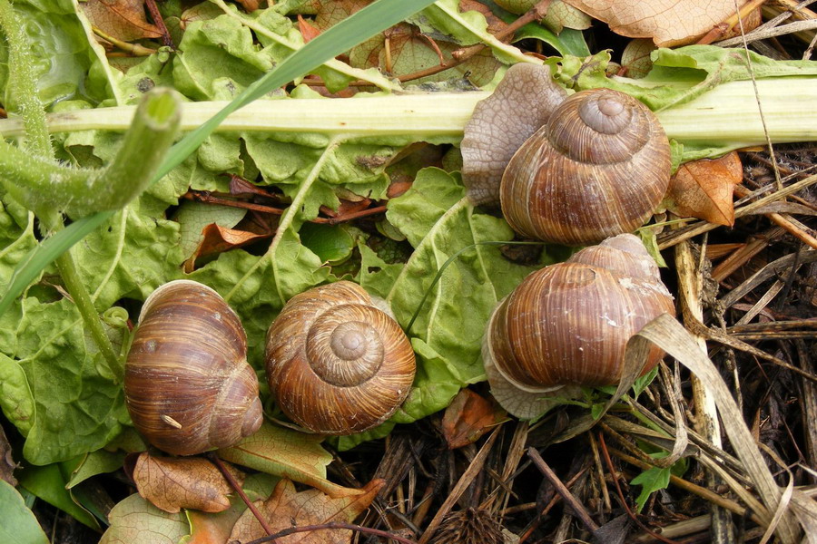 Schneckengarten Munderkingen