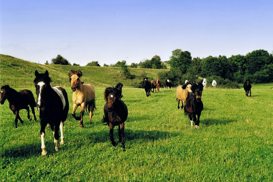 Ponyhof und Märchenpark Machtolsheim