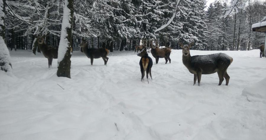 Spaziergänge durch winterliche Landschaften