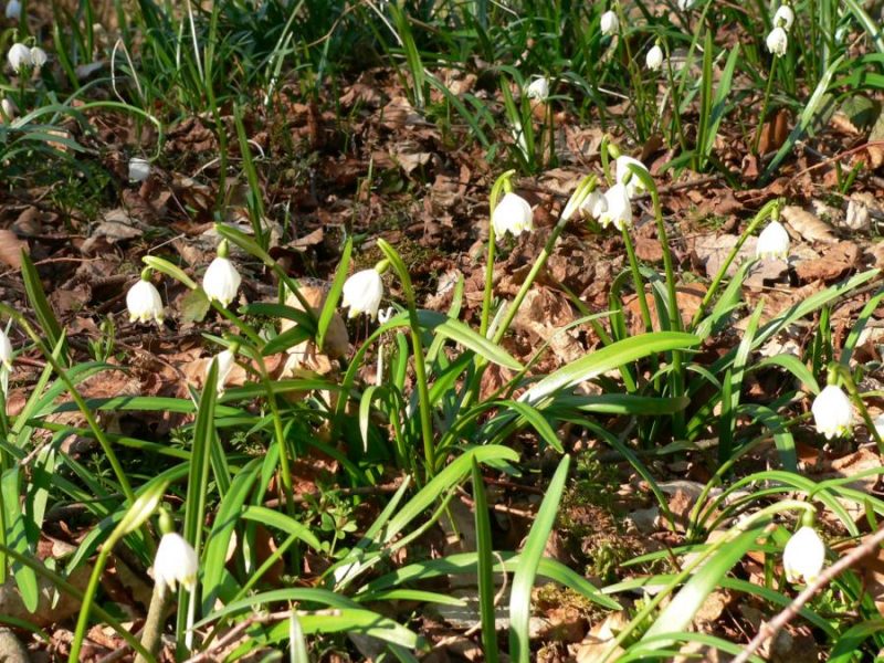 Märzenbecherblüte auf der Schwäbischen Alb